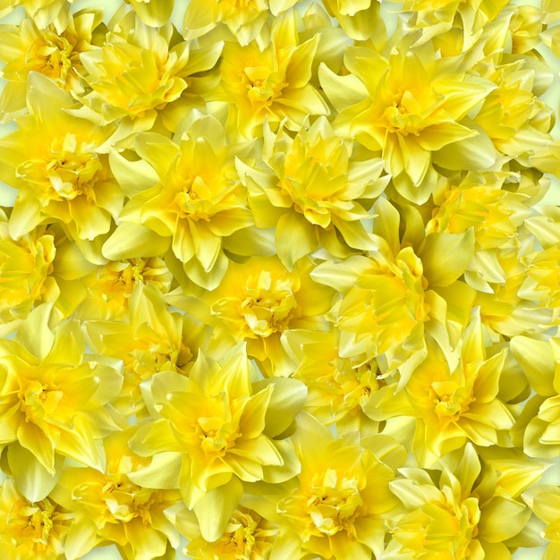 Modello senza cuciture con narcisi gialli Fondo del fiore