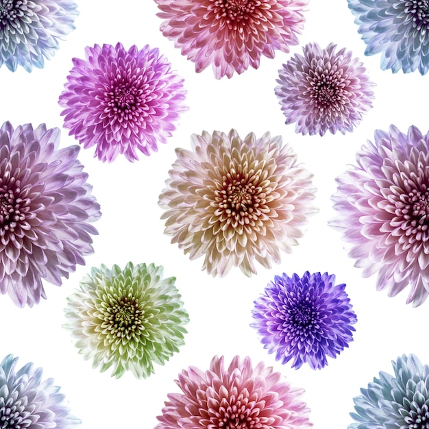 Modello senza fine senza soluzione di continuità con fiori di crisantemo multicolori. Sfondo floreale. Per il design e la stampa. Sfondo di crisantemo naturale. Concept per la stampa e il design.