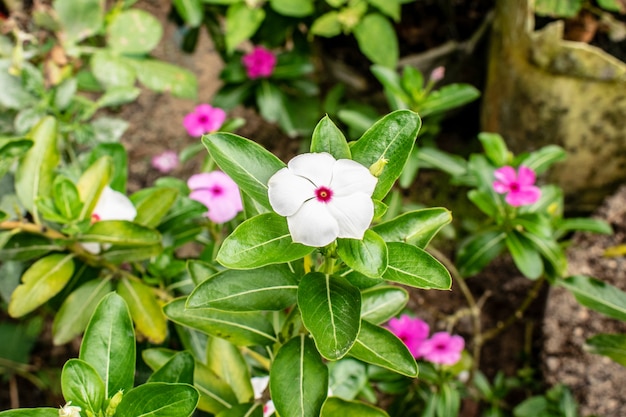 modello senza saldatura con fiori