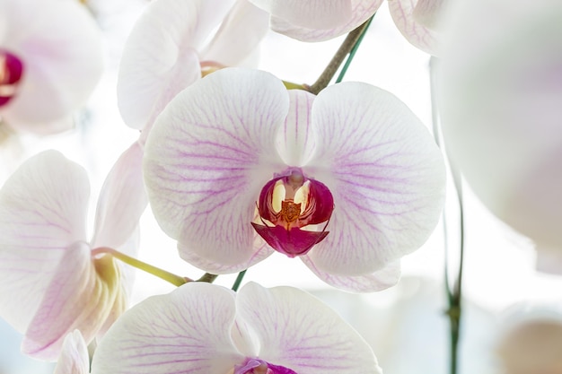 Modello sfocato di orchidea phalaenopsis