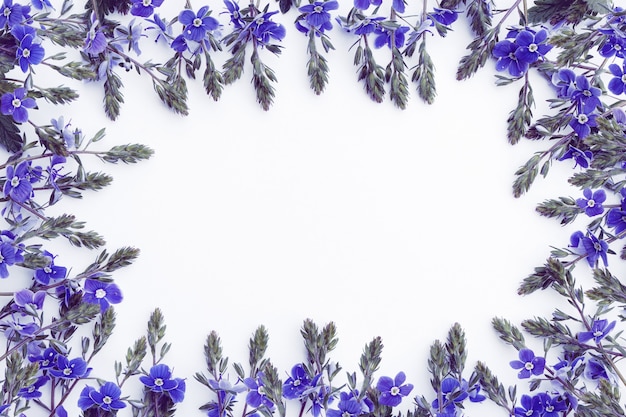 Modello sotto forma di cornice di delicati fiori di campo in blu su sfondo bianco