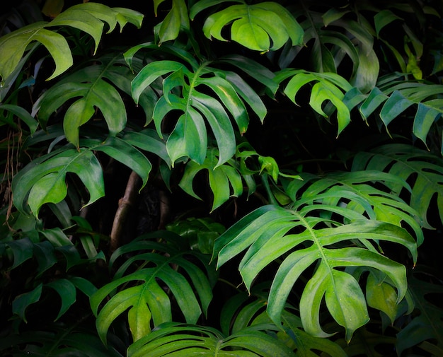 Modello tropicale delle foglie di palma di monstera di natura verde