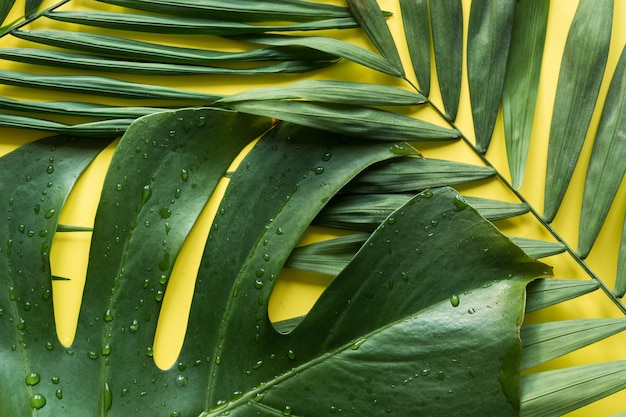 Modello tropicale di palme e foglie di monstera su giallo. Vista dall'alto. Vacanze estive.