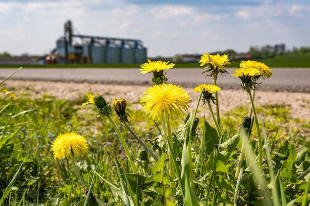 Moderno elevatore per granaio e linea di pulizia delle sementi Silos d'argento su impianto di agroprocessing e produzione per la lavorazione essiccazione pulitura e stoccaggio di prodotti agricoli farina cereali e grano