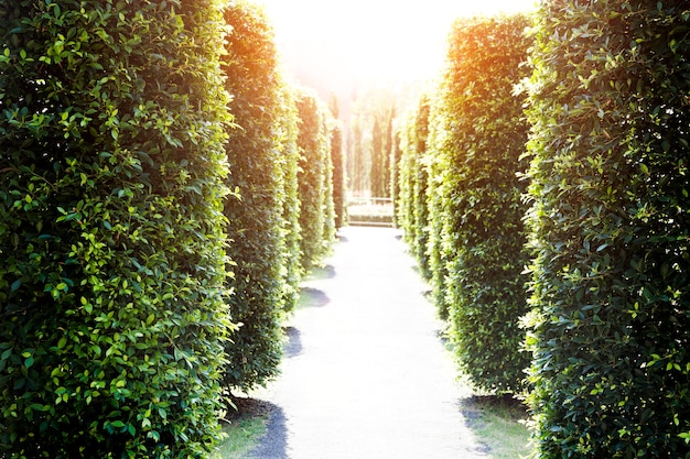 modo di camminare nel giardino della foresta