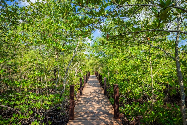 Modo di camminata di legno del ponte nella mangrovia della foresta in Chanthaburi Tailandia.