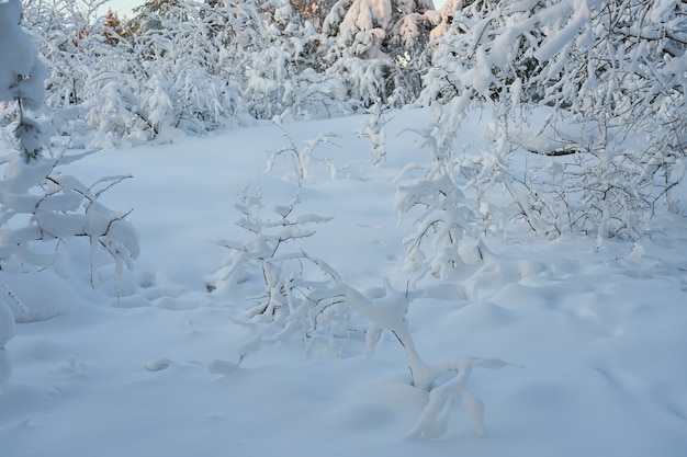 modo innevato nella foresta