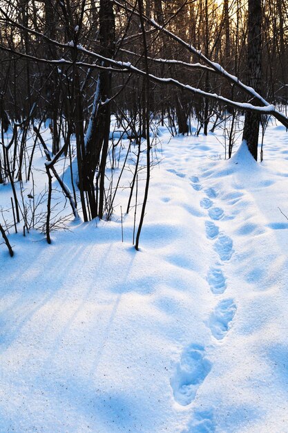 Modo nella neve