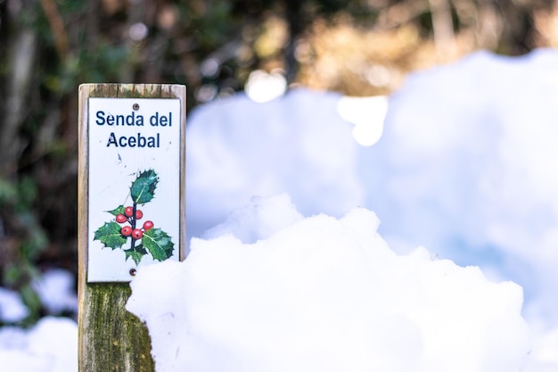 Modo segno di acebal de Garagueta Ilex aquifolium Soria Comunidad Autonoma de Castilla Spagna Europa in inverno con neve stagione natalizia