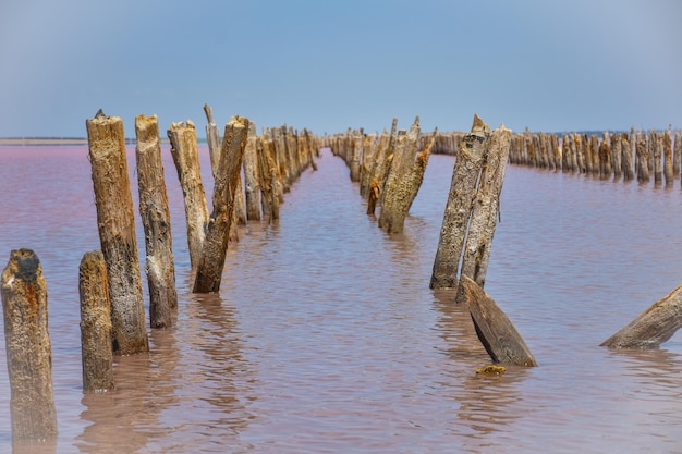 Moli di legno nel lago salato resti di legno nel lago rosa