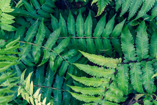 Molla fresca Grande foglia di felce verde nella foresta e goccia d'acqua