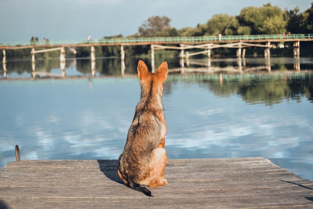 molo d'attesa per cani