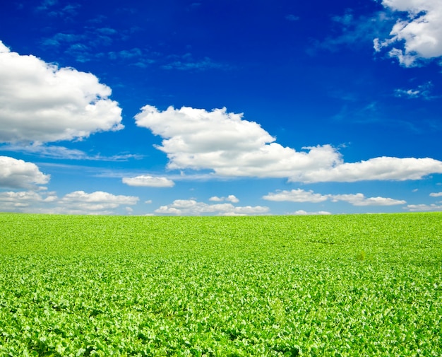 Molta erba verde sotto il cielo blu