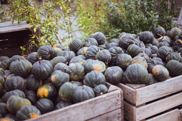 Molta zucca al mercato degli agricoltori all'aperto