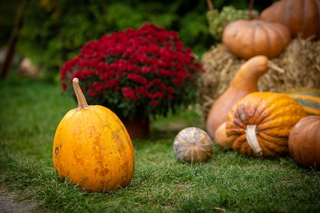 molta zucca su erba verde con pagliaio