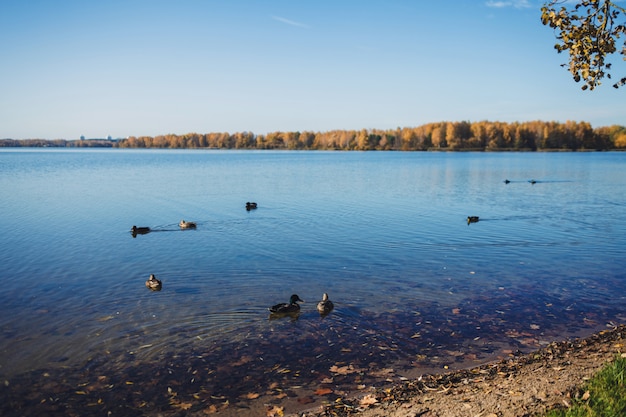 Molte anatre nel lago