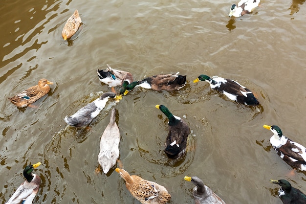 Molte anatre nuotano nell'acqua. Animali in un parco cittadino