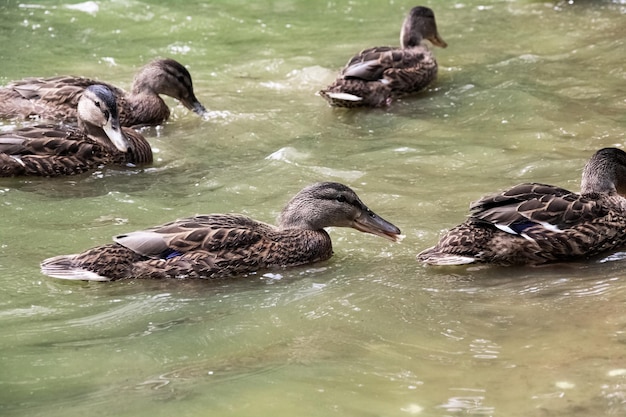 Molte anatre nuotano nell'acqua verde sporca su un fiume