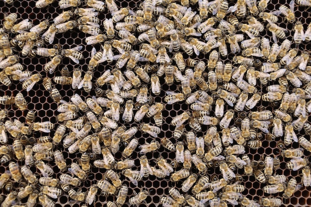 Molte api nell'alveare in primo piano
