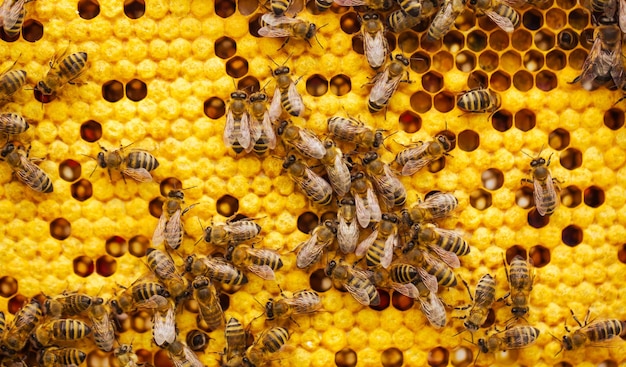 Molte api sul nido d'ape che si svegliano su un concetto di cibo con prodotti naturali al miele