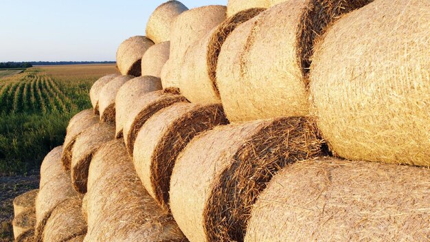 Molte balle di paglia di grano rotolano sul campo di grano dopo il raccolto del grano all'alba al tramonto volando sopra le balle