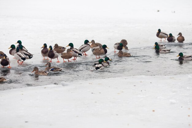 Molte belle anatre sul fiume ghiacciato in inverno