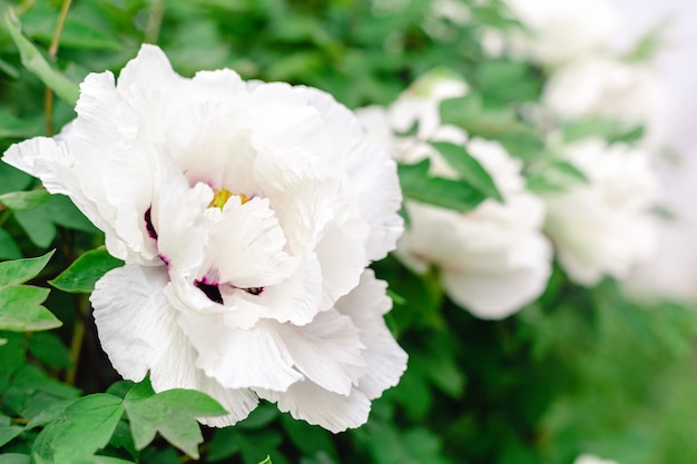 Molte belle peonie bianche in fiore, fiori bianchi sul cespuglio in giardino in primavera. Una bellissima peonia arborea durante la fioritura. Giardinaggio nel cortile. Paeonia suffruticosa