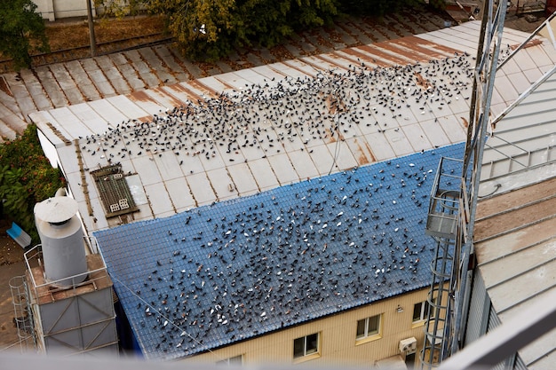 Molte colombe siedono sui tetti degli edifici Molti piccioni cagano sul tetto Problemi urbani della città