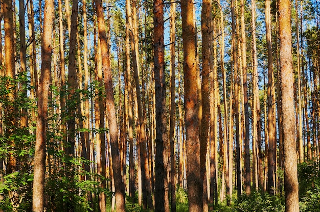 Molte conifere nella foresta.