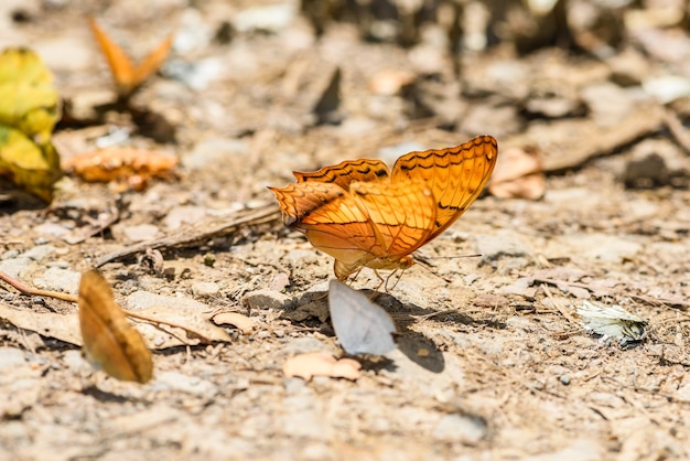 molte farfalle pieridae che raccolgono acqua sul pavimento, le farfalle stanno alimentando minerali nella palude salata