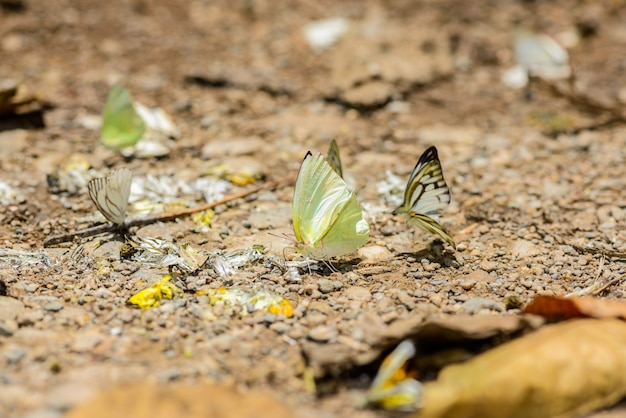 Molte farfalle pieridae raccogliendo acqua sul pavimento