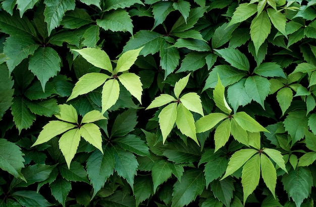 Molte foglie di vite. sfondo naturale