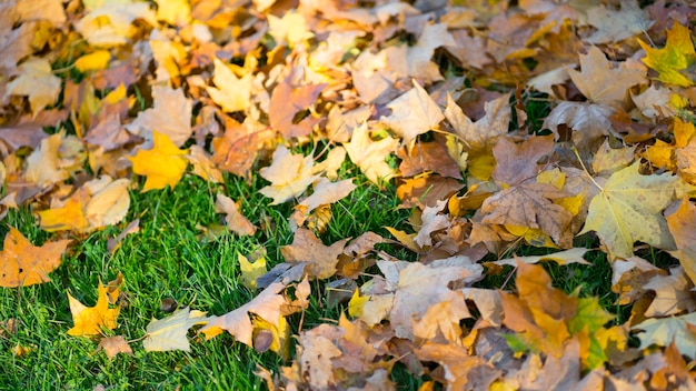 Molte foglie gialle autunnali sull'erba verde