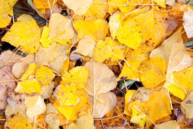 Molte foglie gialle in autunno insieme per carta da parati