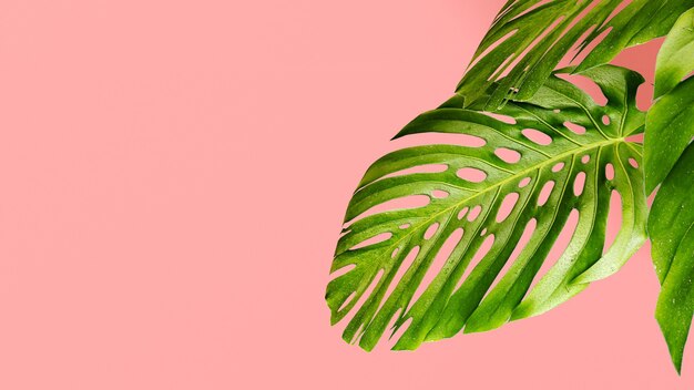 Molte foglie tropicali di Monstera