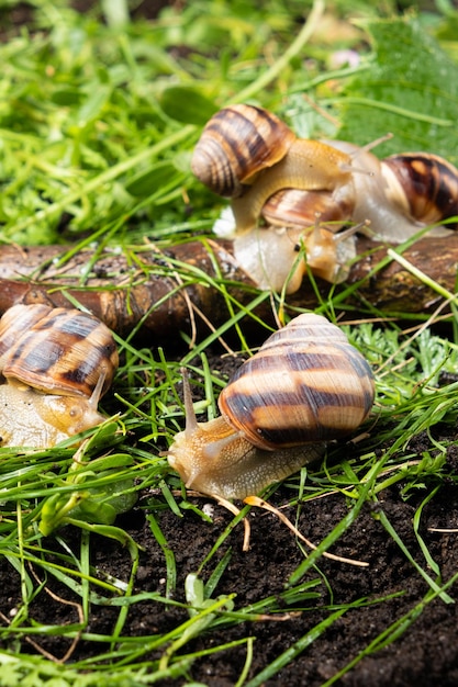 Molte grandi lumache da giardino d'uva Helix pomatia vivono nella foresta sull'erba