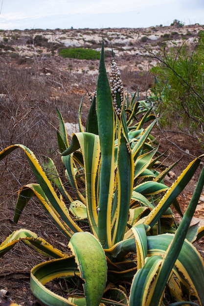 Molte lumache sulle foglie di agave