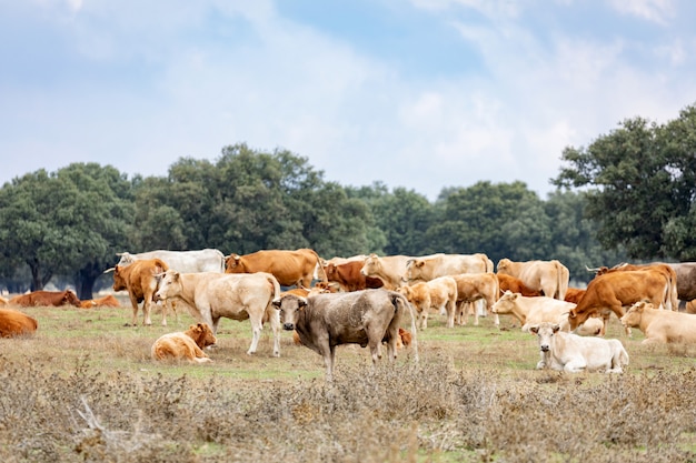 Molte mucche al pascolo e riposo