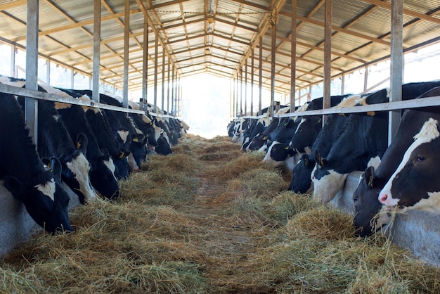 Molte mucche in una fattoria per strada
