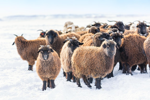 Molte pecore nel campo nevoso invernale in Islanda.