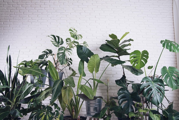 molte piante d'appartamento tropicali su sfondo bianco