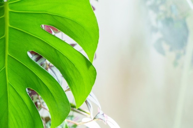 Molte piante di monstera varietà delicose o formaggio svizzero su sfondo chiaro