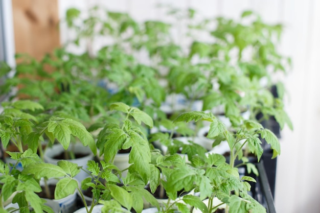 Molte piantine di pomodoro crescono sul balcone di casa