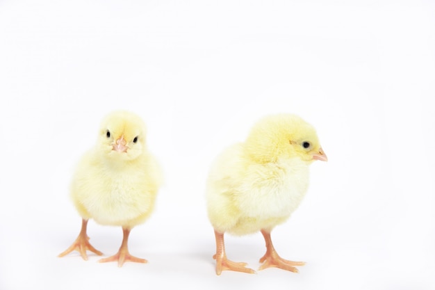 Molte piccole galline su un bianco