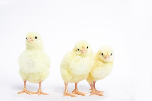 Molte piccole galline su un bianco