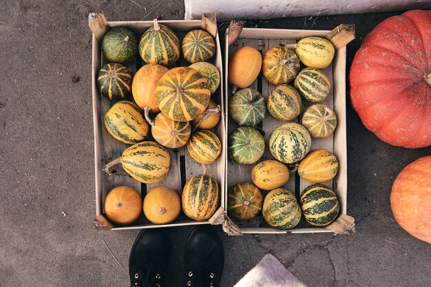 Molte zucche decorative al mercato agricolo. Festa del Ringraziamento e decorazioni di Halloween. Raccolta autunnale, caduta natura consept. Vista dall'alto dello stivale, perdi le gambe in jeans e scarpe.