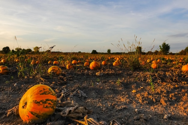 Molte zucche in un campo durante il tramonto in dettaglio autunnale