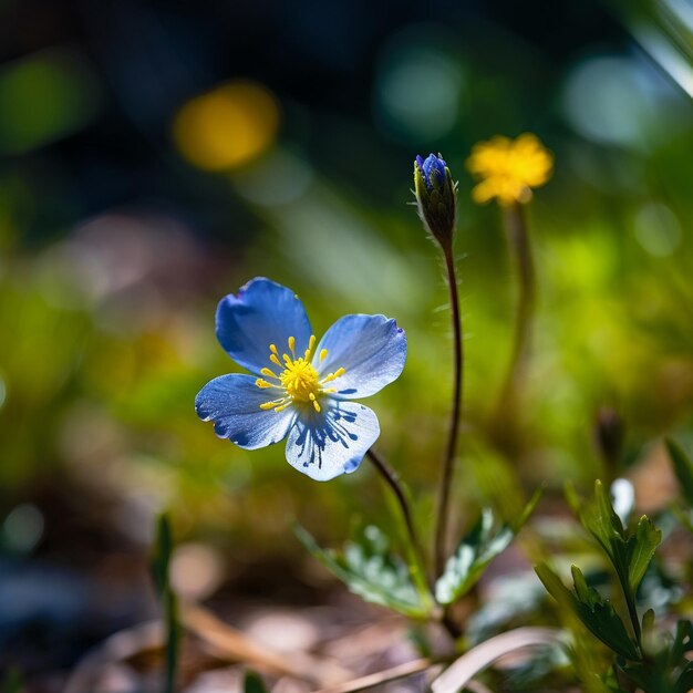 Molteplici fiori selvatici di colori vibranti minimalistici sessione fotografica realistica