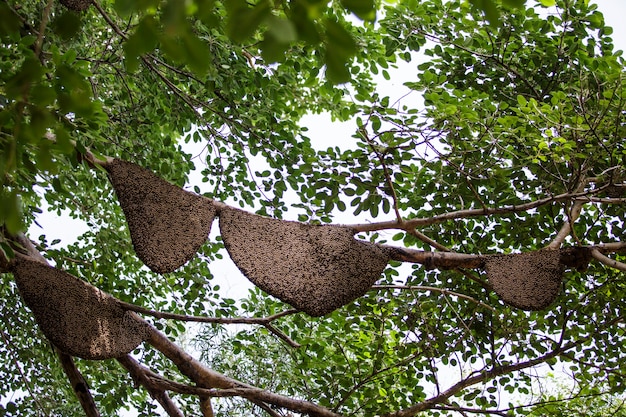 Molti a nido d&#39;ape sull&#39;albero