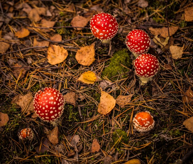 molti agarichi di mosca nella foresta di autunno